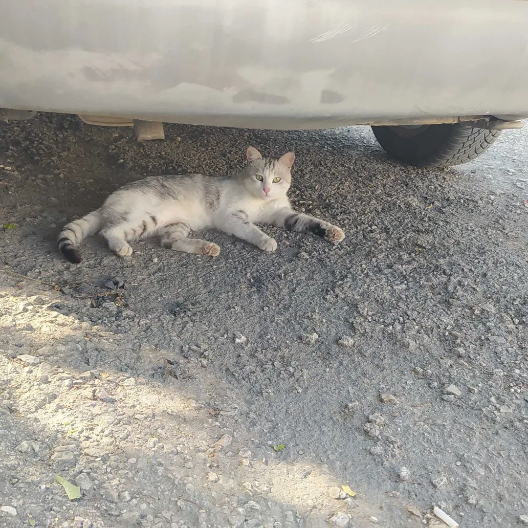 Böyle bir kedisi kaybolan varsa yorumlara gelsin haberinin fotoğrafı