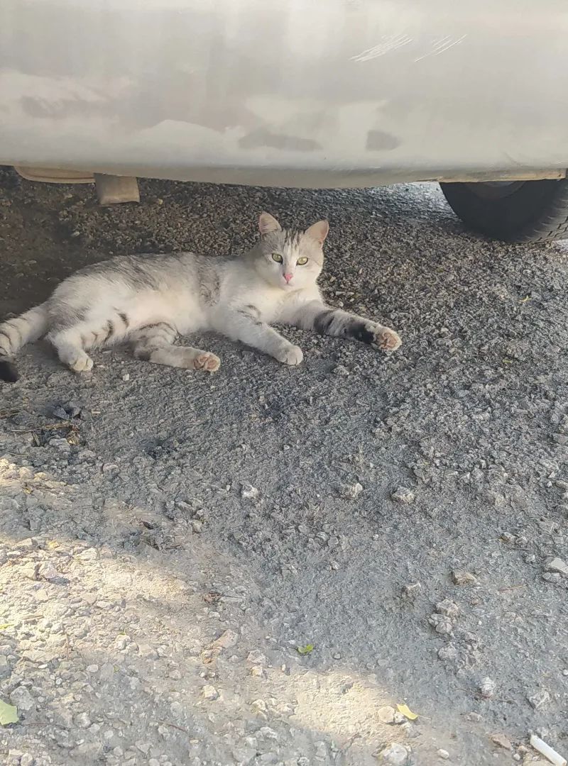 Böyle bir kedisi kaybolan varsa yorumlara gelsin