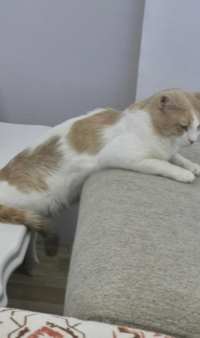 Merhaba polatlı tarım işletmesinde kedim kayboldu lütfen All… (fotoğraf 2/8)