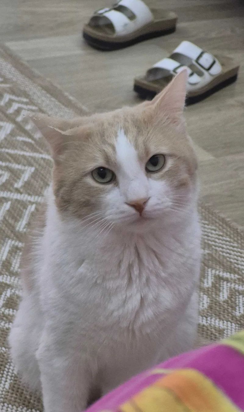 Merhaba polatlı tarım işletmesinde kedim kayboldu lütfen All… (fotoğraf 3/8)