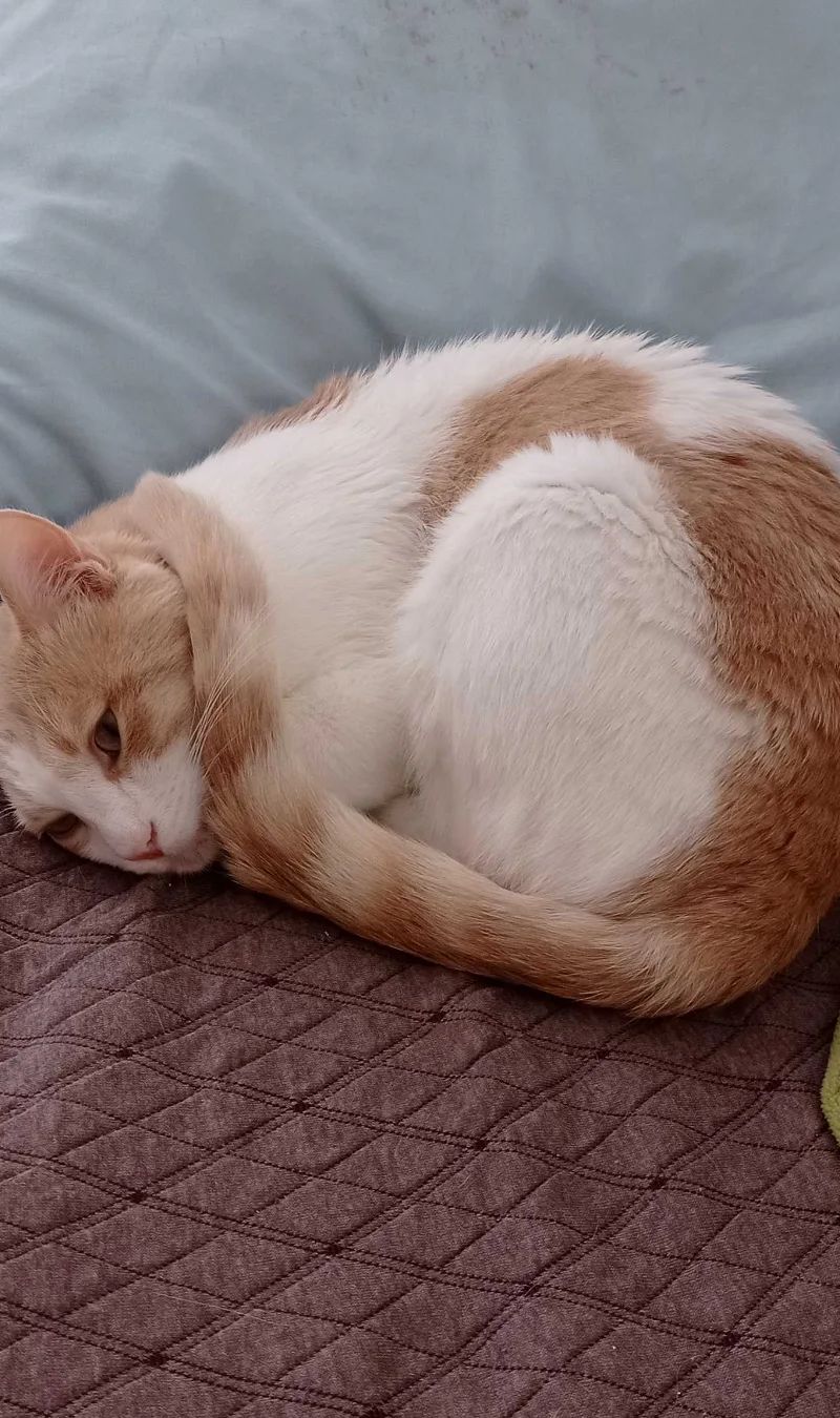 Merhaba polatlı tarım işletmesinde kedim kayboldu lütfen All… (fotoğraf 6/8)