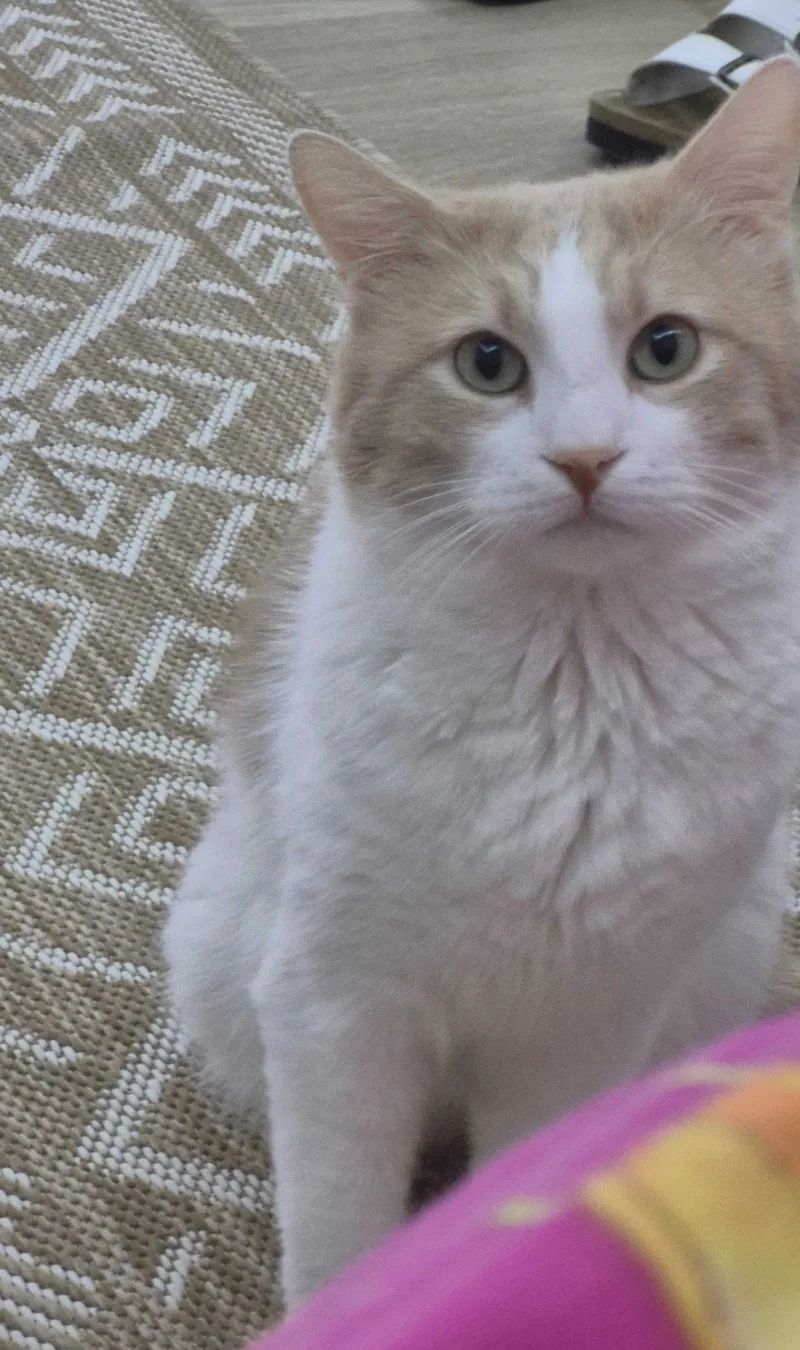 Merhaba polatlı tarım işletmesinde kedim kayboldu lütfen All… (fotoğraf 4/8)