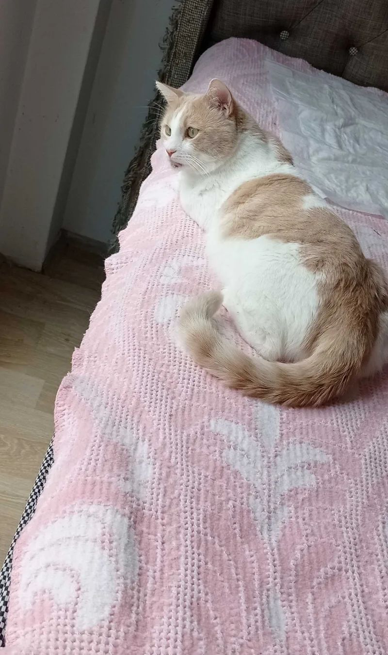 Merhaba polatlı tarım işletmesinde kedim kayboldu lütfen All… (fotoğraf 7/8)